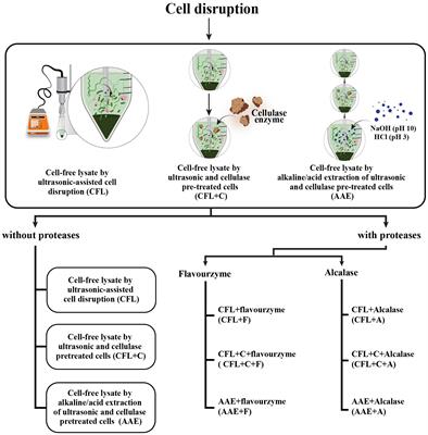 In vitro immunomodulation activity of protein hydrolysate from spirulina (Arthrospira platensis): the ingredient of future foods